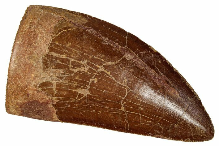 Serrated Carcharodontosaurus Tooth - Excellent Preservation #341110